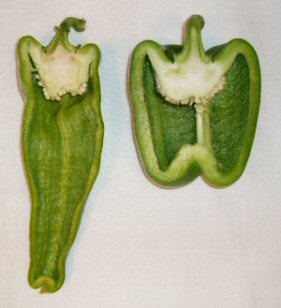 Comparing Grandpa's pepper to a Bell pepper.