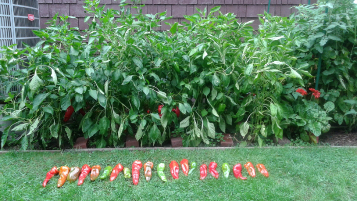 My garden and Grandpa Mario's Peppers