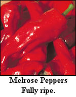 Fully ripe Melrose Peppers with characteristic "candy-red" color.
